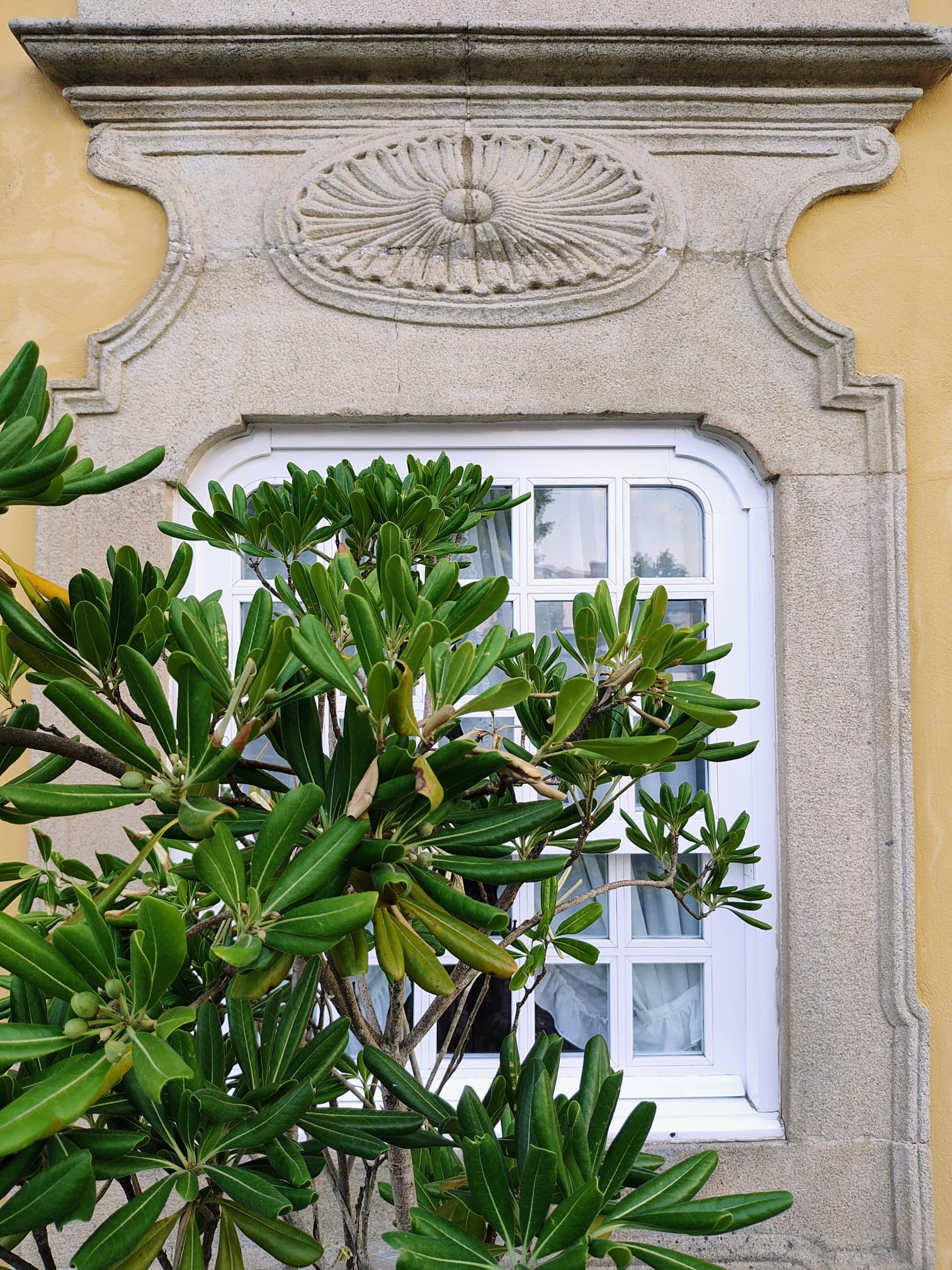 Janela com planta